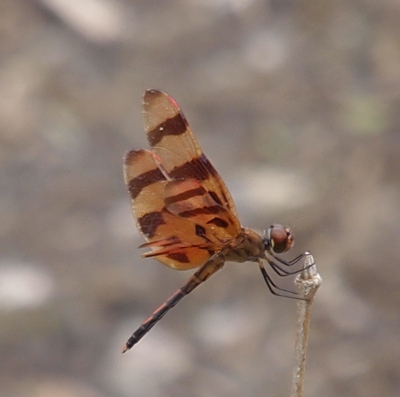 [Right side view of a male atop a small flower bud. Rather than yellow and brown, his wings are more reddish-orange and brown. His body is also more orange than yellow.]